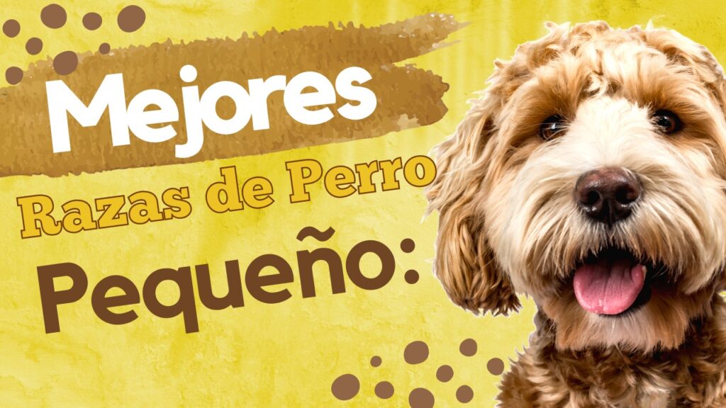 Mejores Razas de Perro Pequeño: Compañeros Perfectos para Tu Hogar