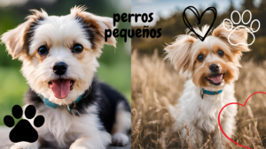 Read more about the article Cuidados de perros pequeños: Guía completa 2024