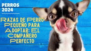 Read more about the article Razas de Perro Pequeño para Adoptar El Compañero Perfecto 2024