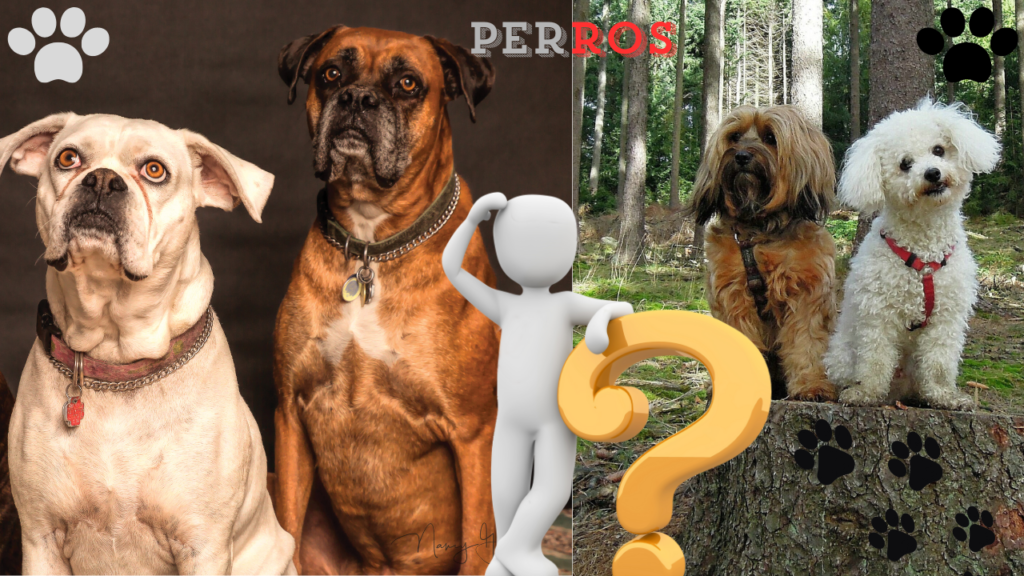 la diferencia entre perros pequeños y grandes :¿cuál es el adecuado para ti ?