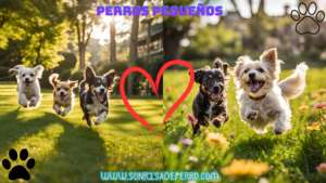 Read more about the article razas de perros pequeños y cariñosos 2024