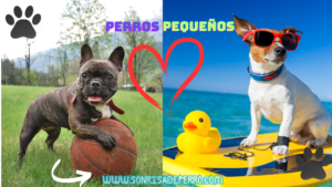 Read more about the article cúal es el perfect perro pequeño del mundo 2024