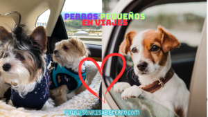 Read more about the article como hacer feliz a tu perfecto perro pequeño en los viajes 2024