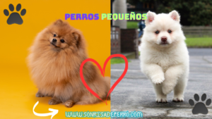 Read more about the article perros pequeños ¿Por qué es preferible utilizar perfect animales pequeños como mascotas? 2024